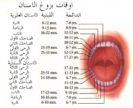 معلومات عن طب الاسنان - علوم الطب المختلفة 5644