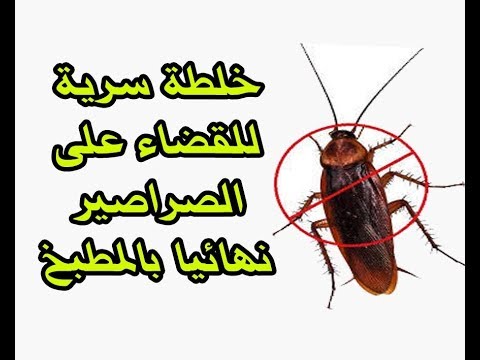 القضاء على صراصير المطبخ - تخلصي من الحشرات 5670 5