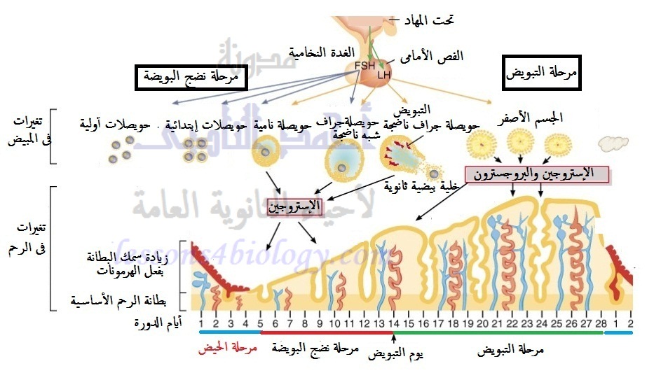 طول الدورة الشهرية الطبيعية - زيادة فترة ايام البريود عن الطبيعي 1817 1