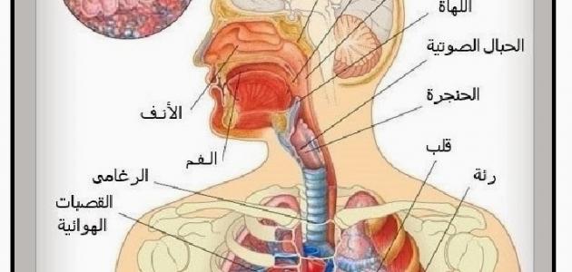 معلومات عن الجهاز التنفسي - فوائد عن الجهاز التنفسي لن تعرفها من قبل 3397 2