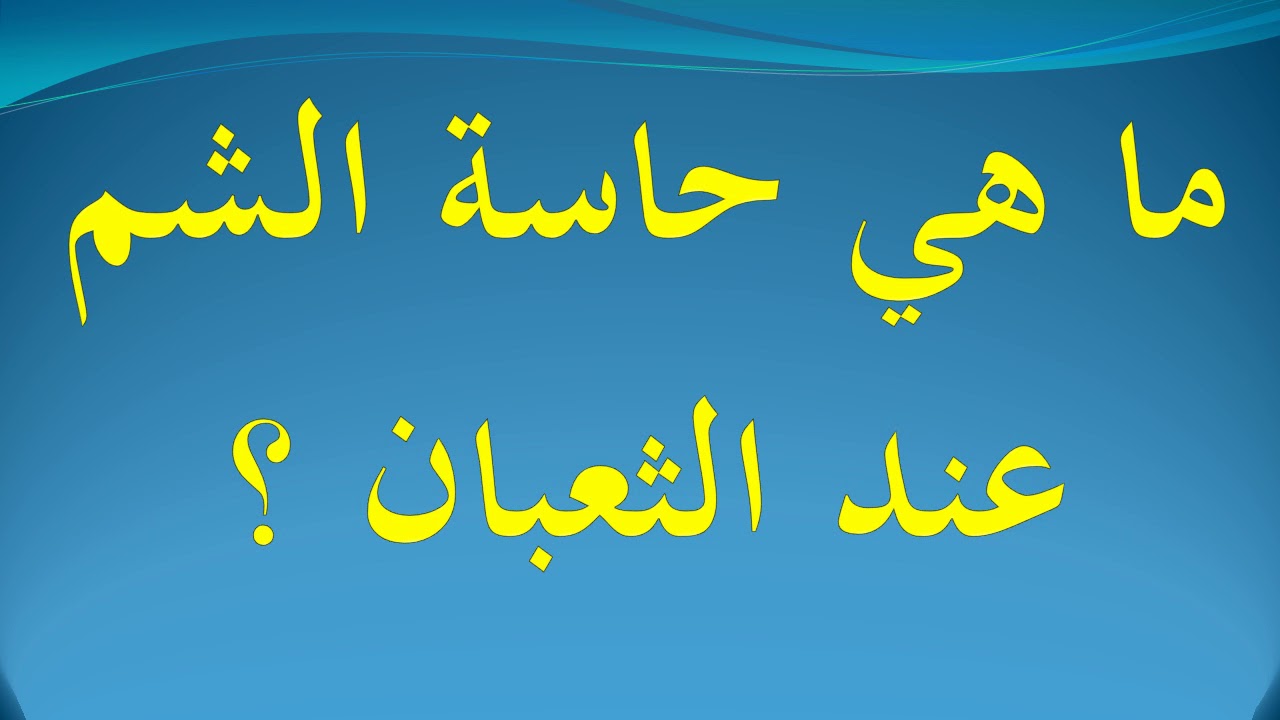 اين توجد حاسة الشم عند الثعبان , حاشه الشم عند الثعبان