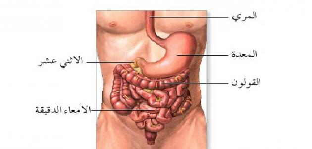 مكان المعدة في الجسم - اين تقع المعده في جسم الانسان 3717 3