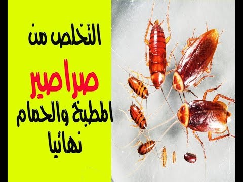 القضاء على صراصير المطبخ - تخلصي من الحشرات 5670 12