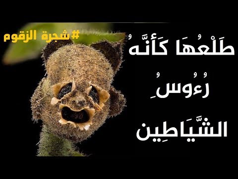 ما هو الزقوم , شجرة اسمها الزقوم تعرف على قصتها