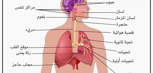 معلومات عن الجهاز التنفسي - فوائد عن الجهاز التنفسي لن تعرفها من قبل 3397 1