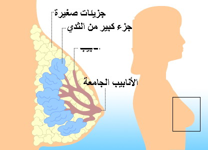 تكبير وشد الثدي - خلطات لتكبير وشد الثدي 4020 1