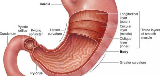 ما هو فتق المعدة , كيف ياتي فتق المعده