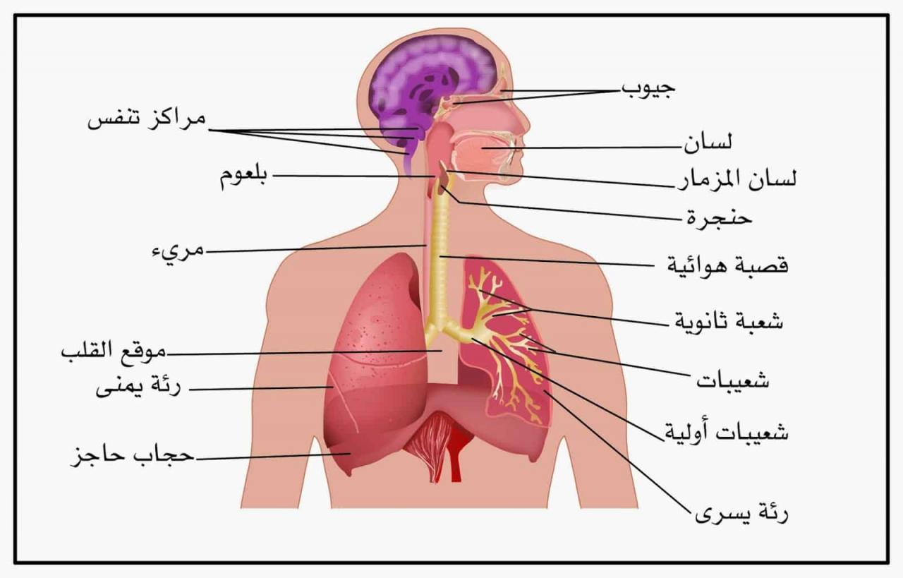 معلومات عن الجهاز التنفسي - فوائد عن الجهاز التنفسي لن تعرفها من قبل 3397 3