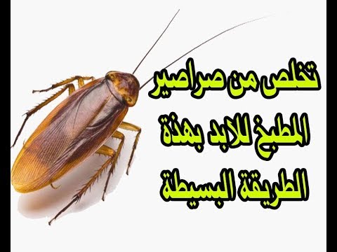 القضاء على صراصير المطبخ - تخلصي من الحشرات 5670 8