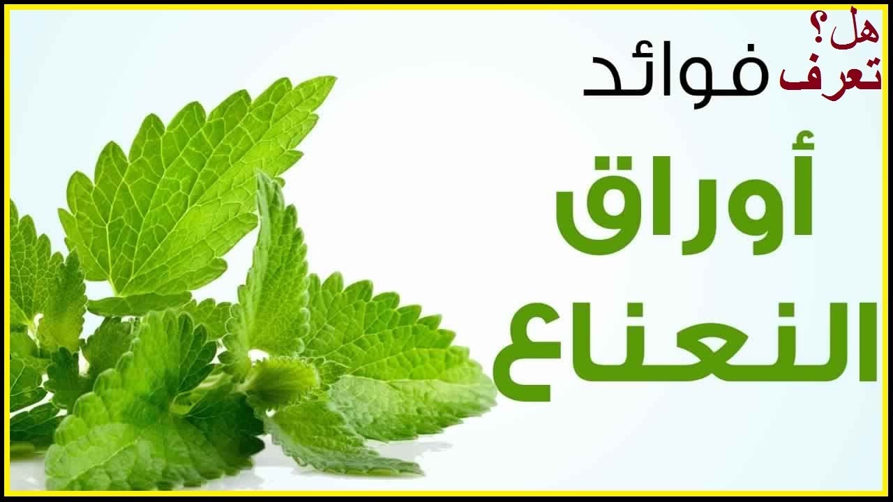 ما فوائد النعناع - النعناع وفوائده على الانسان