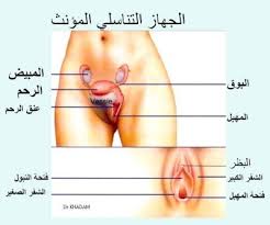 الجهاز التناسلي الانثوي بالصور , مكونات الجهاز التناسلى الانثوى