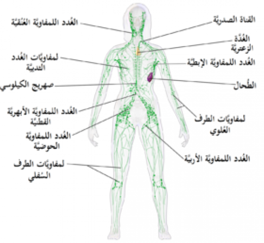 اماكن الغدد في الجسم , كم عدد الغدد الموجودة في جسد الانسان