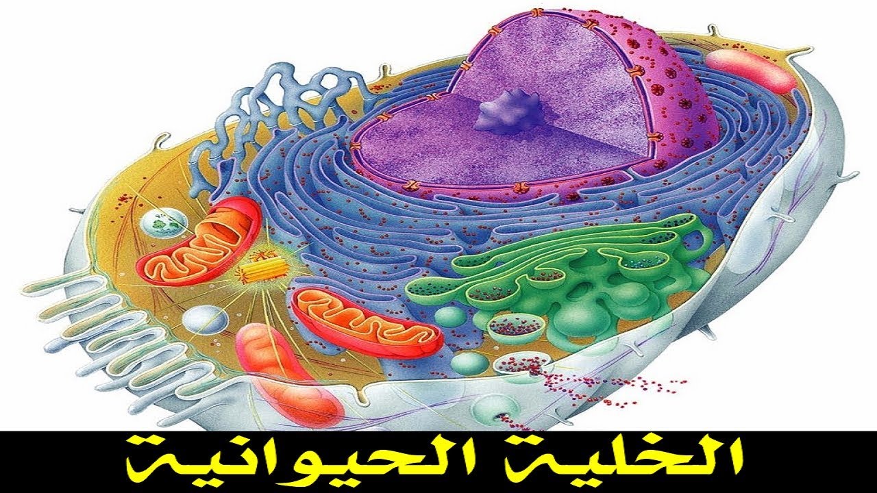 Клетка человека изображение. Строение живой клетки биология. Строение эукариотической клетки 3д. Человеческая клетка. Живая клетка человека.